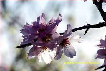 Manto de tonos blancos y rosas en Gran Canaria (Reportaje gráfico de Ildefonso Rodríguez)